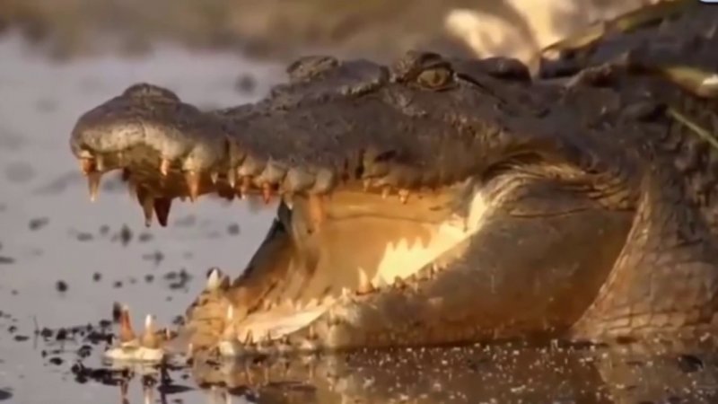 Морские крокодилы на Соломоновых островах