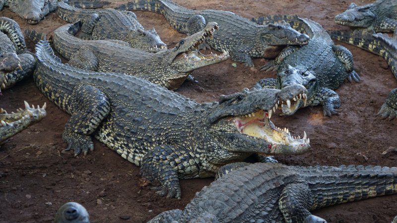 Крокодил Крис Король саванны