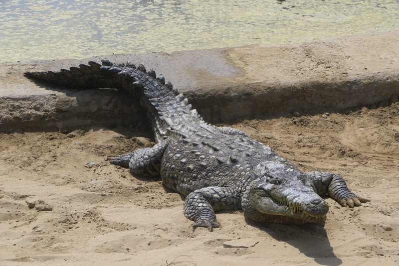 Синий крокодил фото