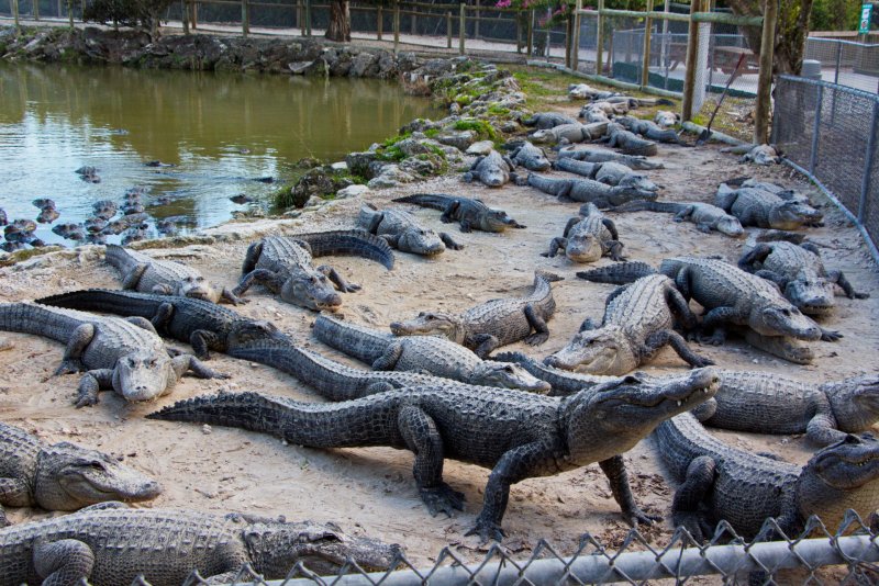 Крокодилья ферма в Австралии
