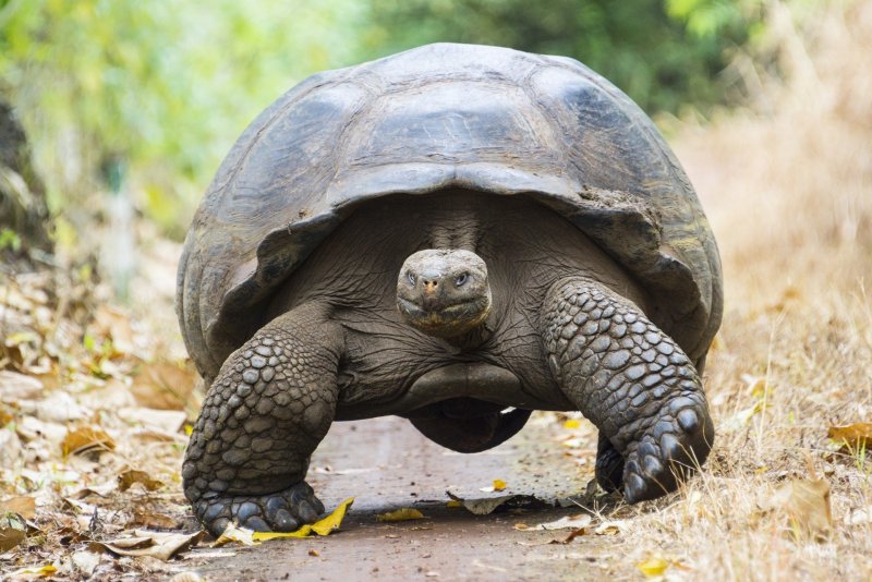 Галапагосская черепаха Джордж