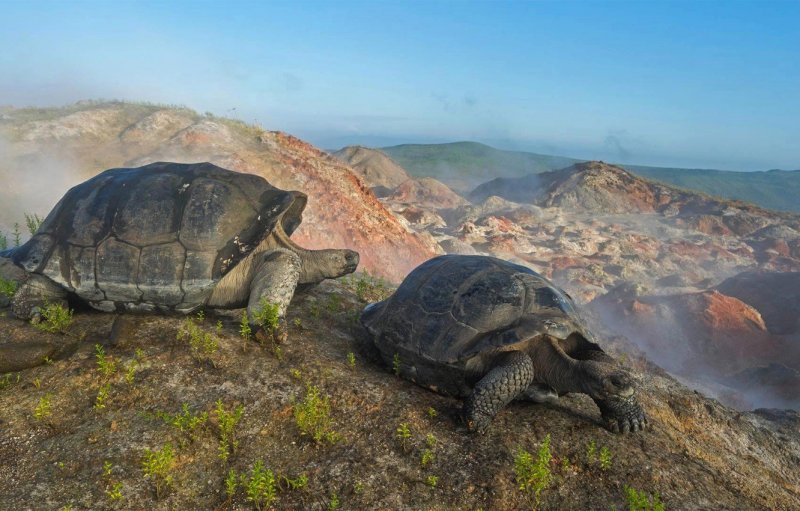 Гигантские черепахи с Галапагосских островов