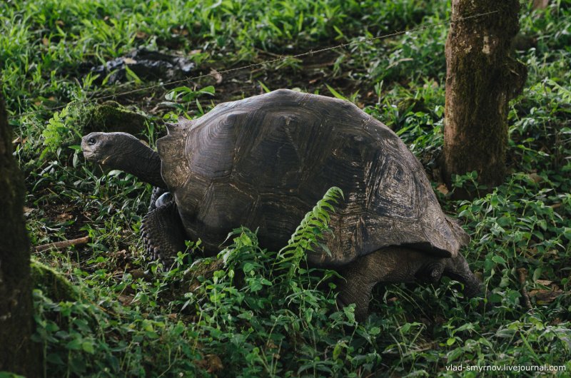 Галапагосские черепахи Дарвин
