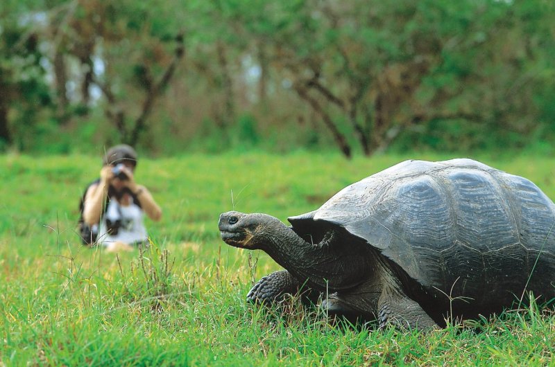 Соломоновы острова черепахи