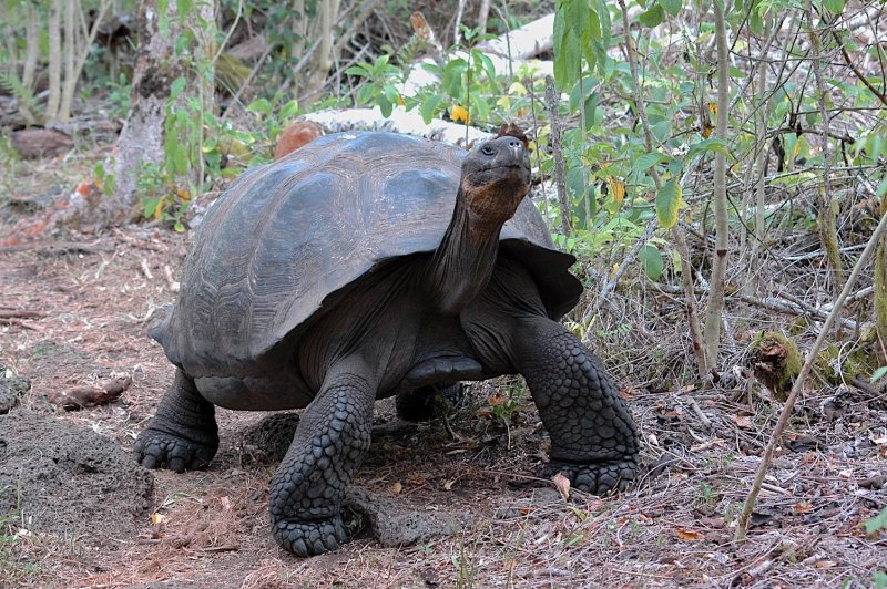 Слоновая черепаха на Галапагосах