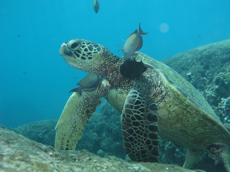 Зеленая черепаха Галапагосские острова