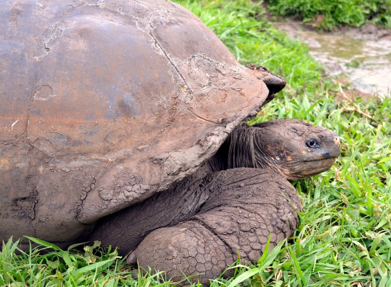 Галапагосская черепаха голова фото