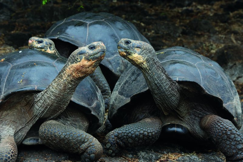 Галапагосская черепаха детеныш