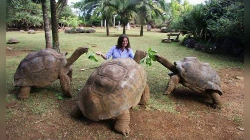 Самая большая сухопутная черепаха в мире