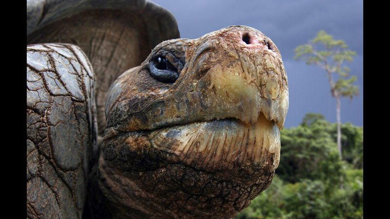 Галапагосские черепахи размер