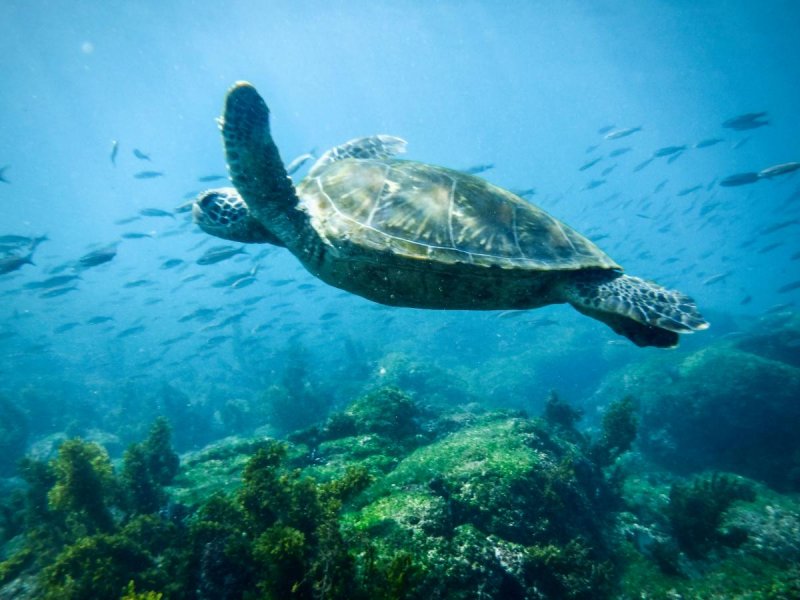 Галапагосские острова черепахи