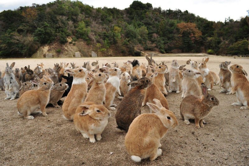 Окуносима кроличий остров в Японии