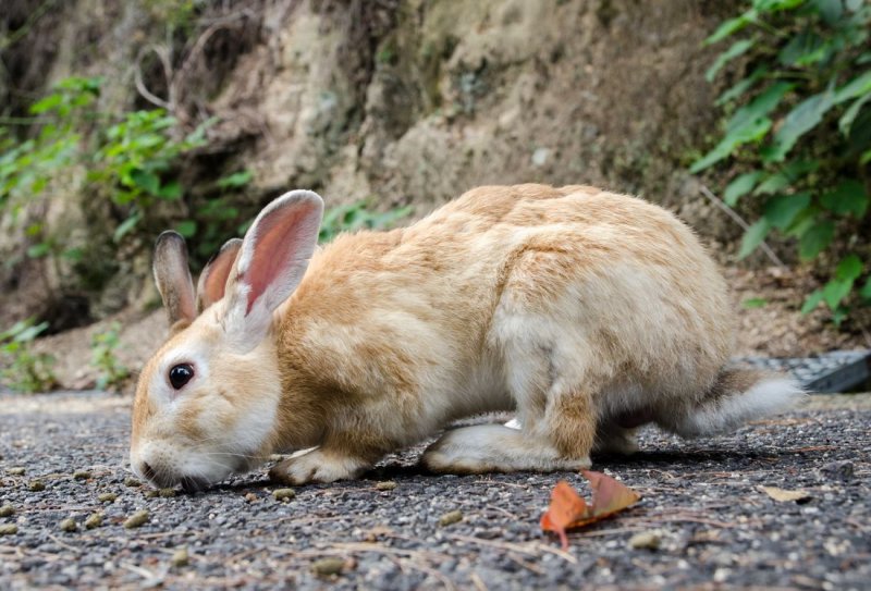 Образ жизни кролика