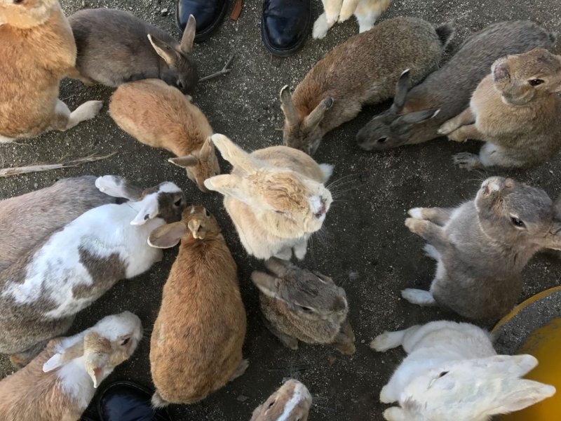 Остров кроликов Иркутск