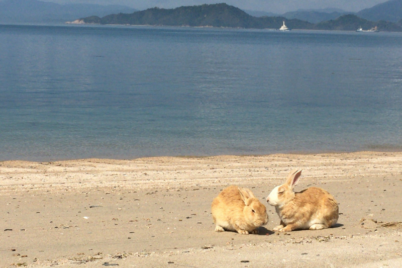 Остров кроликов в Японии Окуносима