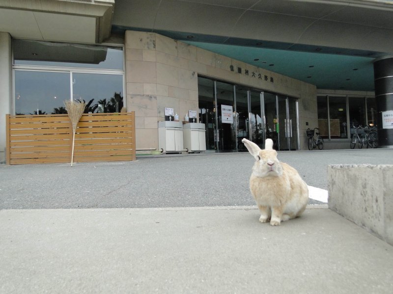 Oкуносимa – кроличий остров в Японии