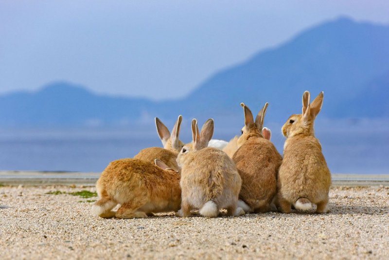 Окинасима остров кроликов