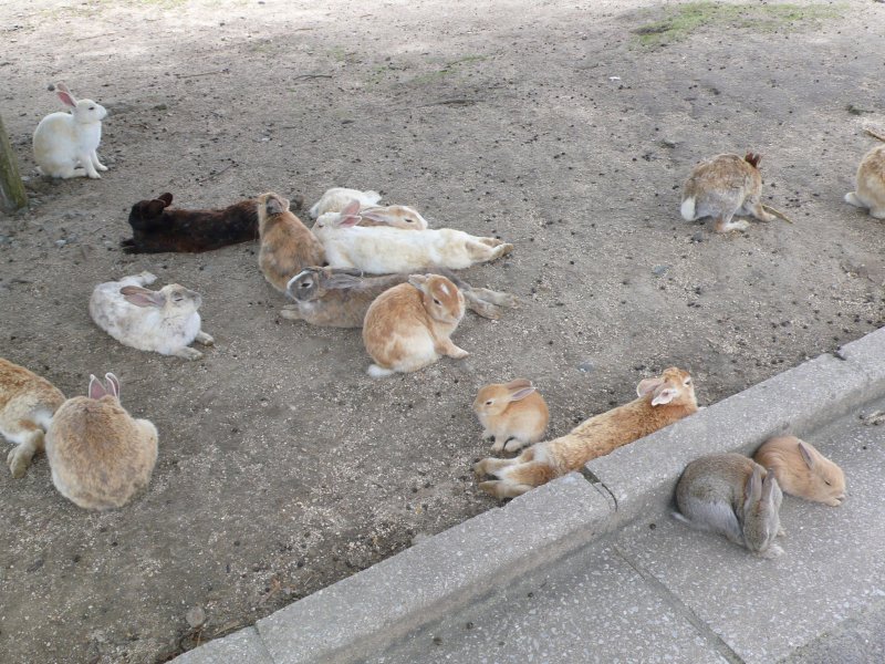 13 Остров кроликов Окуносима Япония