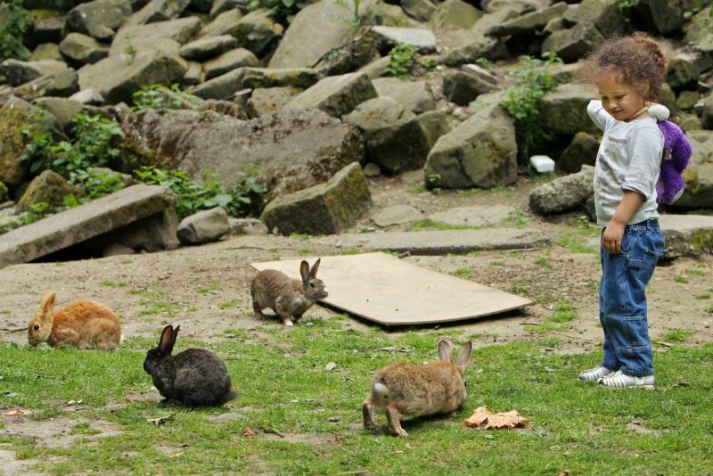 Япония Окуношима кролики
