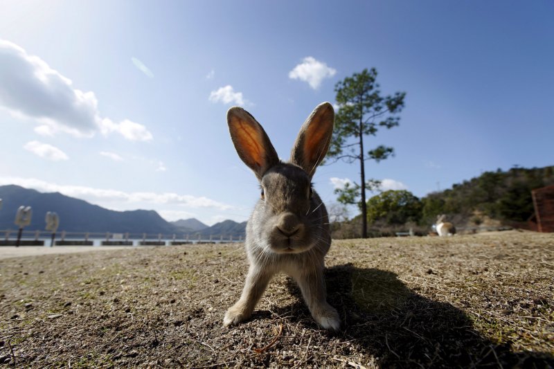Кролики в Австралии Нашествие