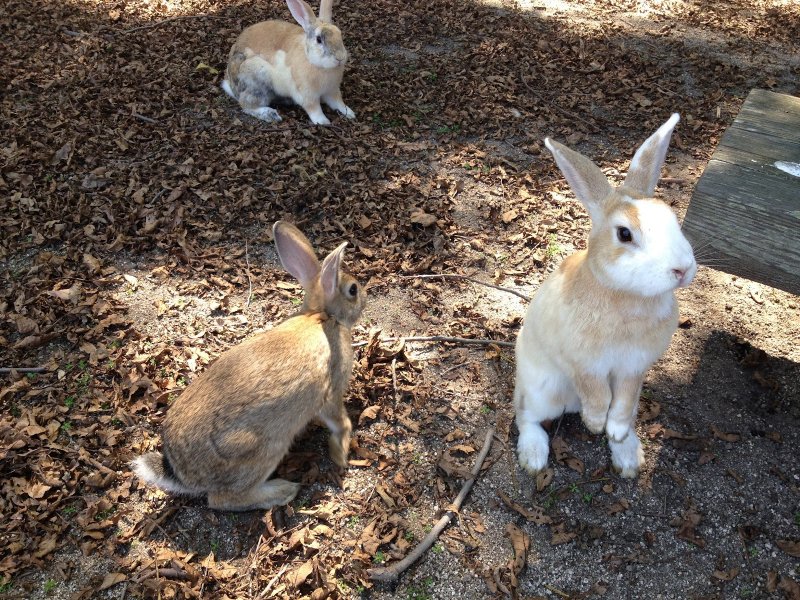 Одичавшие кролики в Австралии.
