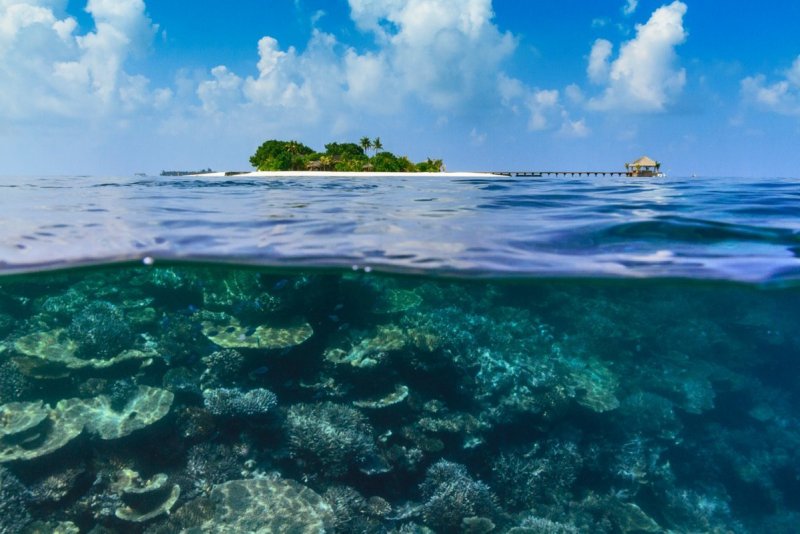 Ари Атолл Мальдивы подводный мир