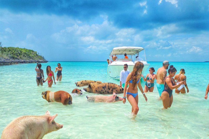 Остров Эксума Багамы свинки