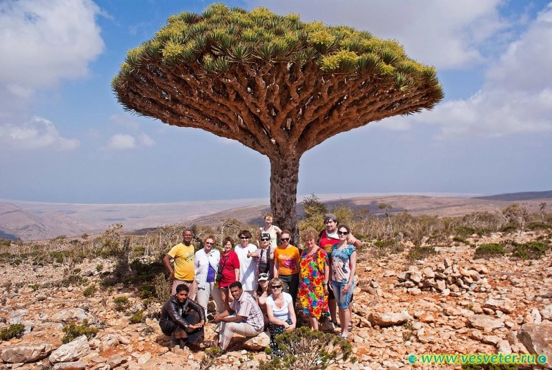 Сокотра (Socotra Island), Йемен
