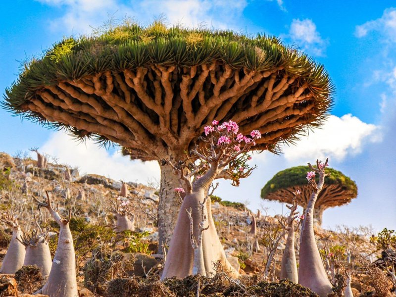 Деревья острова Сокотра Йемен