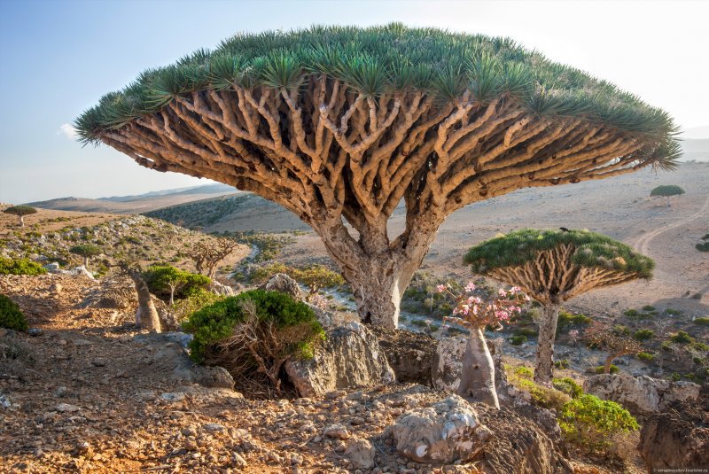 Деревья острова Сокотра Йемен