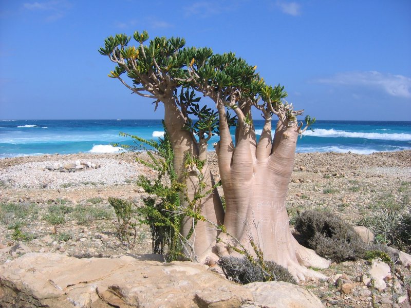 Природа острова Сокотра