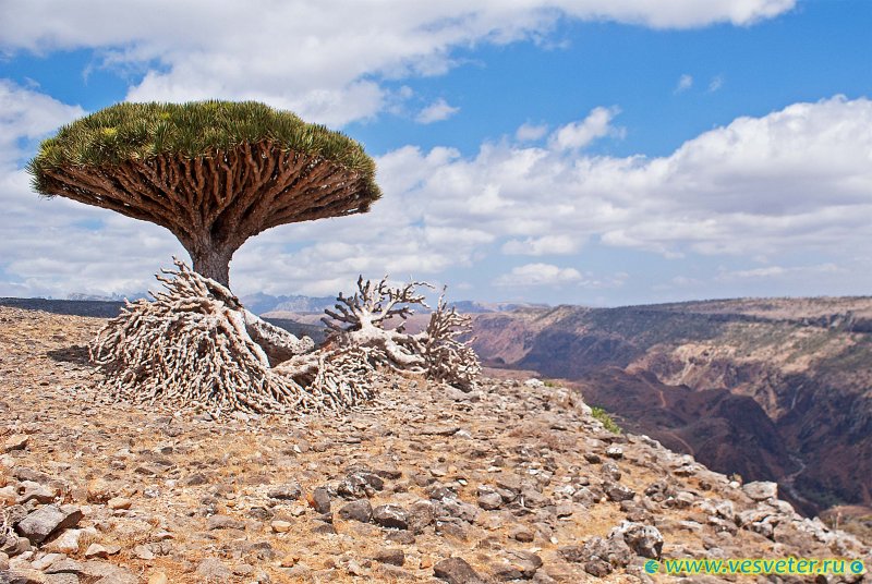Йемен Драконово дерево