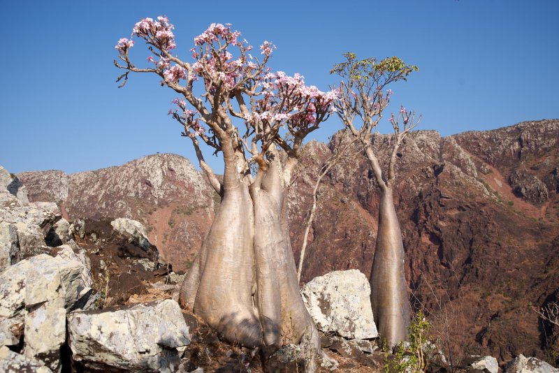 Бутылочные деревья острова Сокотра