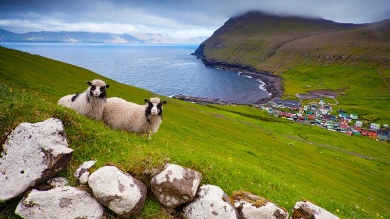 Овцеводство Фарерских островов