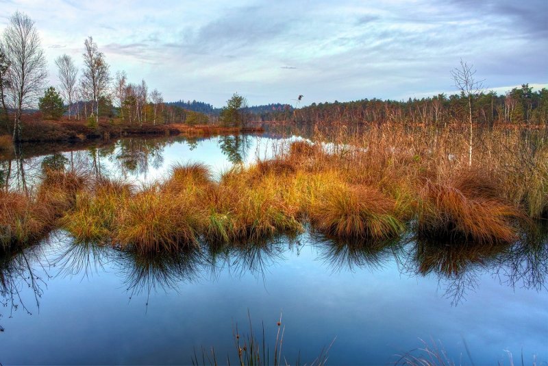 Низинные болота Вологодской области