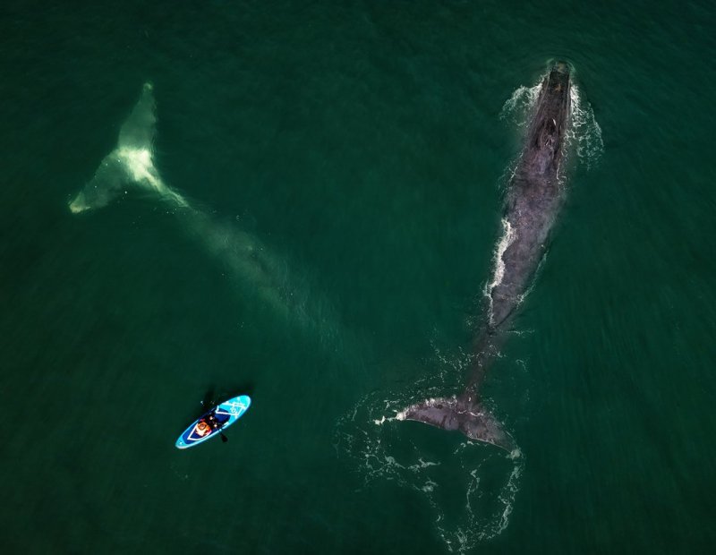 Фридайвинг с китами Шантарские острова