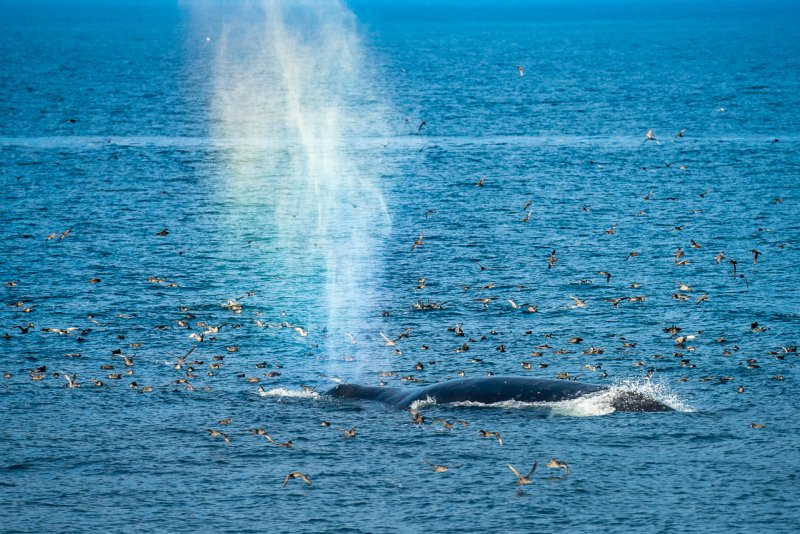 Охотское море Шантарские острова киты