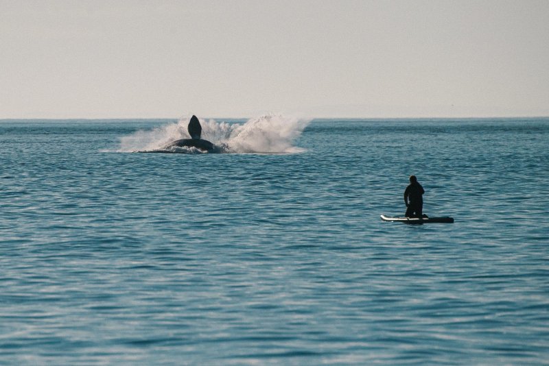 Охотское море Шантарские острова киты