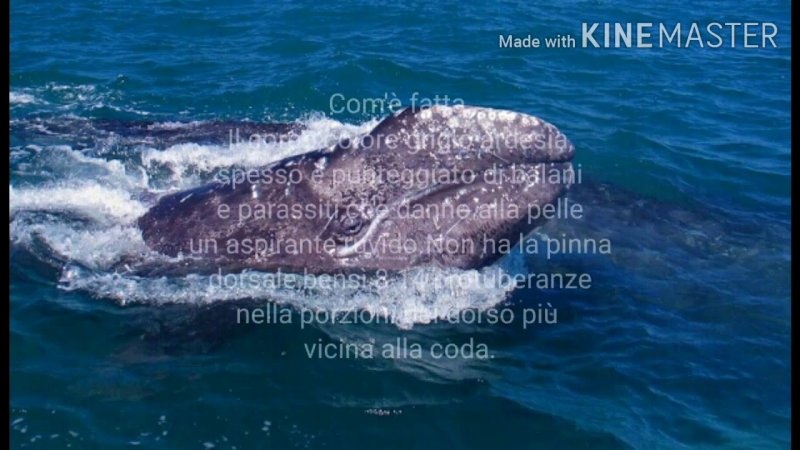 Речной кит