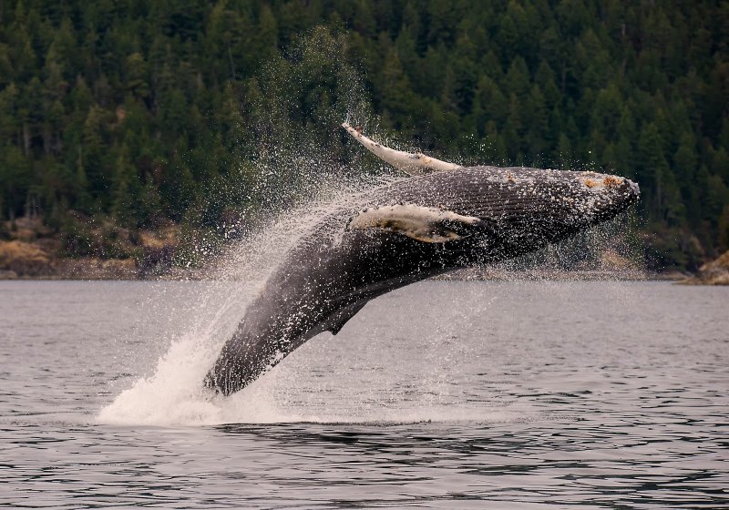 Национальный парк Шантарские острова киты