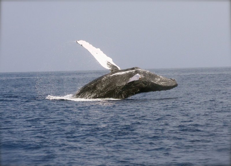 Гибрид синего кита и финвала