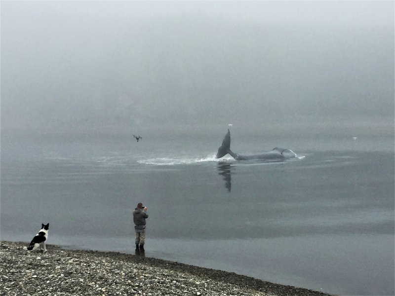 Гренландские киты бухта Врангеля