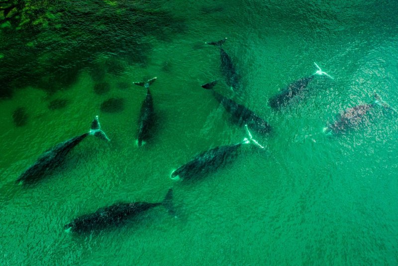 Гренландские киты в Охотском море