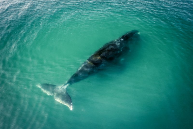 Плавание с китами на Камчатке