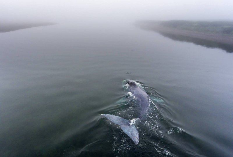 Гренландские киты бухта Врангеля