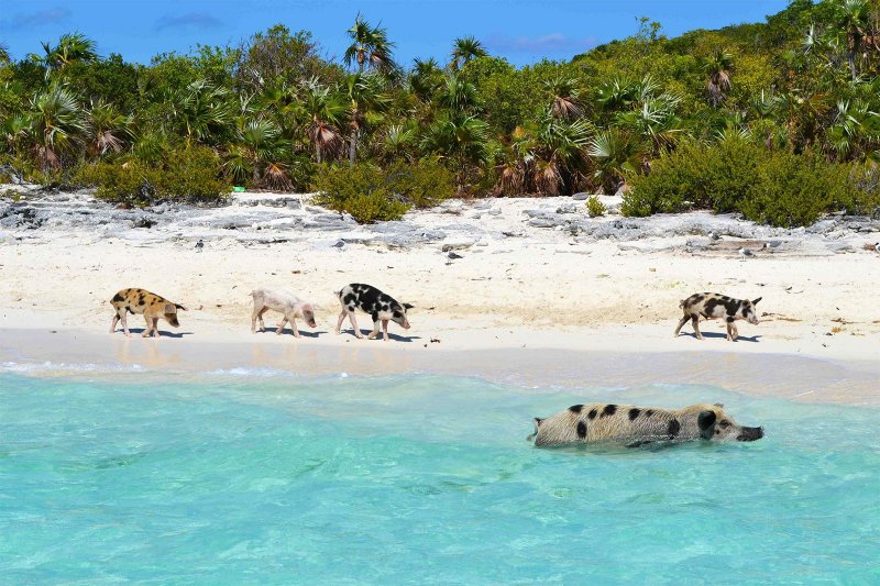 Остров "Эксума Кэй" на Багамских островах