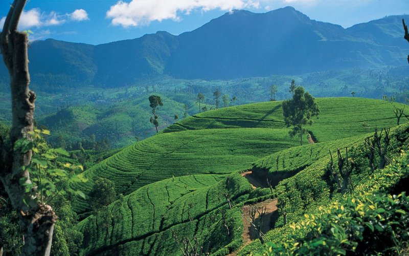 Шри Ланка чайные плантации Нувара Элия