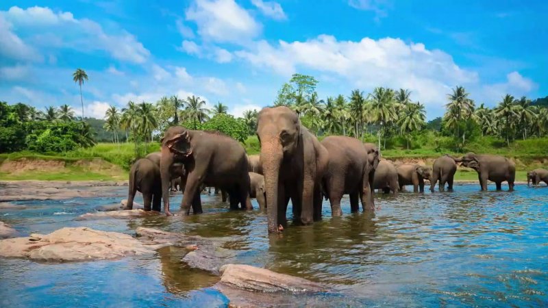 Маравила Шри Ланка природа