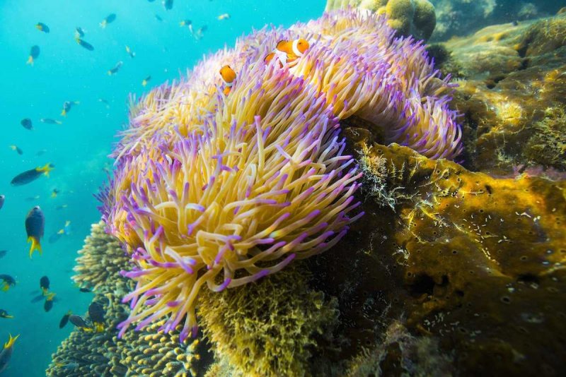 Коралловый риф в Австралии