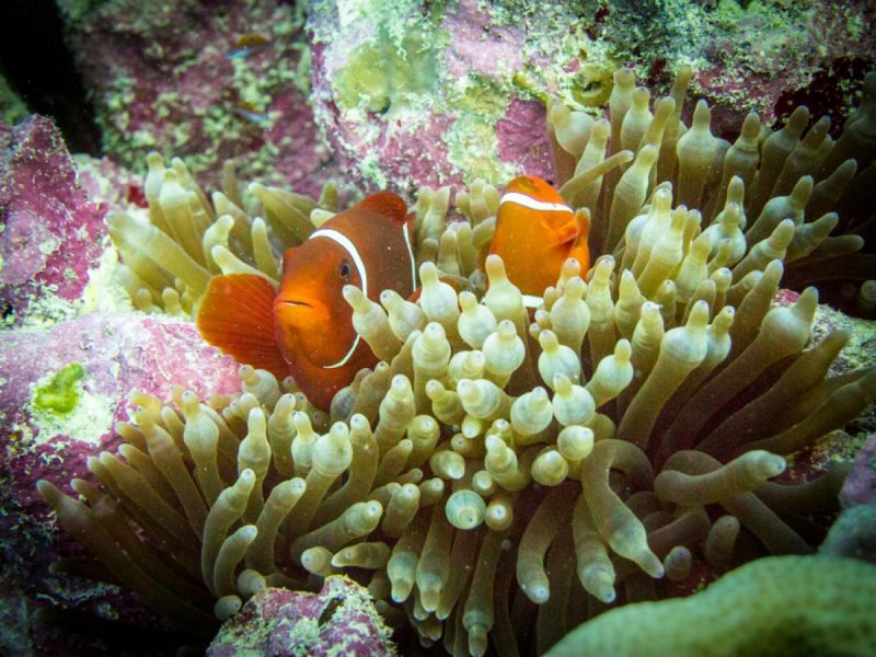 Большой Барьерный коралловый риф